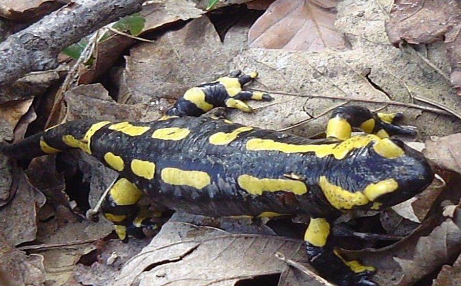 Heuchelberg