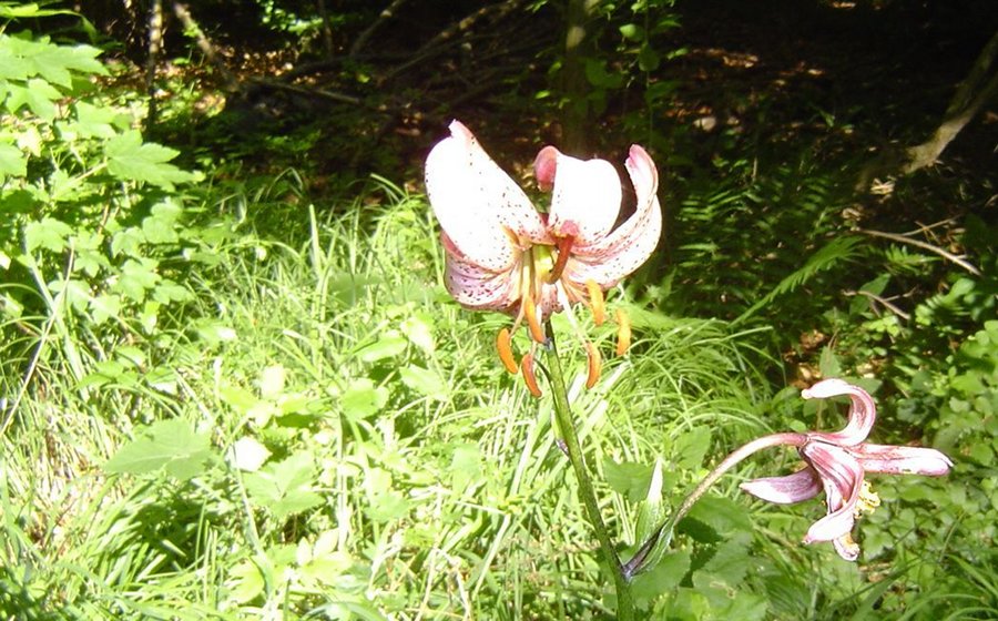 Spaziergaenger