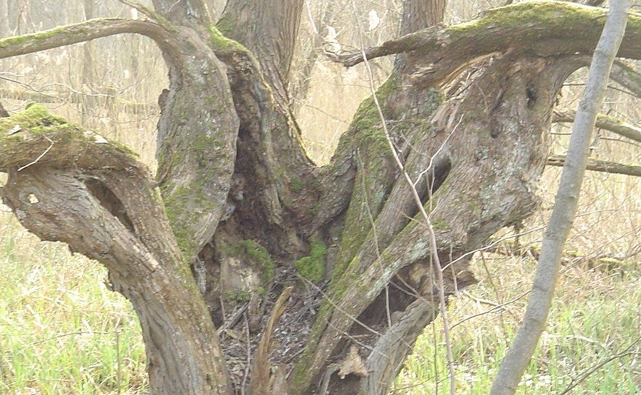 Heuchelberg