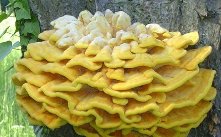 Heuchelberg