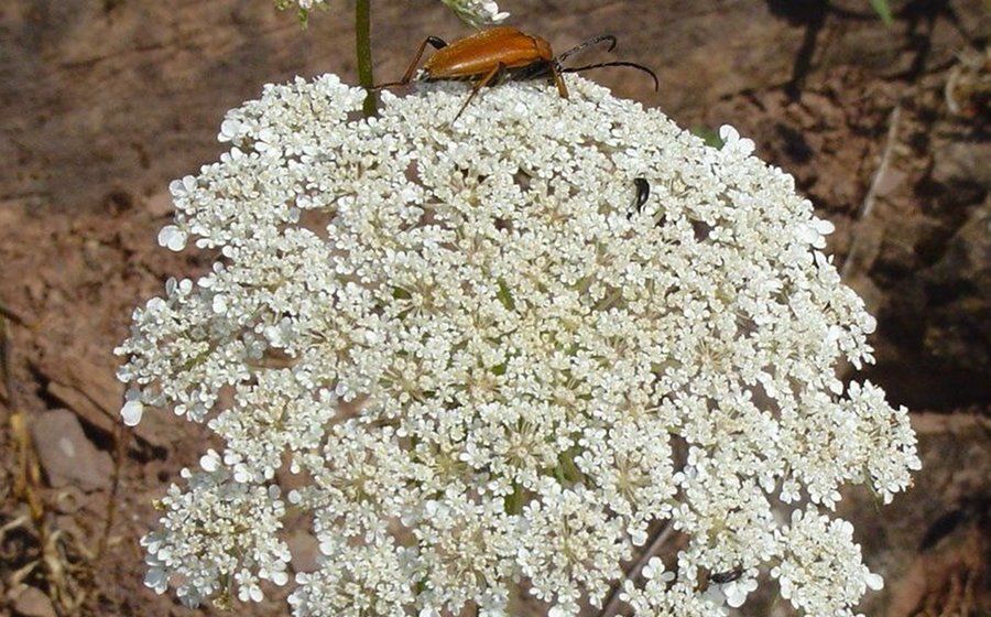 Heuchelberg